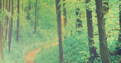 Cannabis Plus Store North