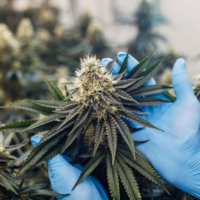 Cannabist Dispensary Virginia Beach