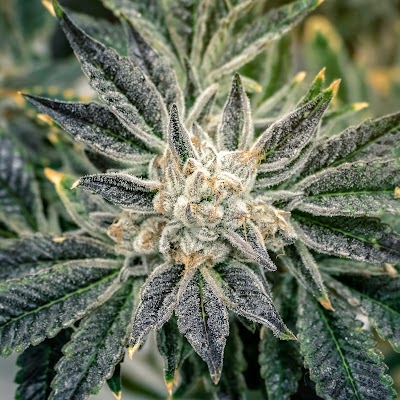 Cheeba Cheebas Premium Cannabis