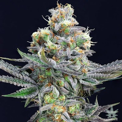 Cheers Cannabis Dispensary