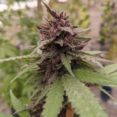 Chronic Guru Dispensary & Farm - Apopka