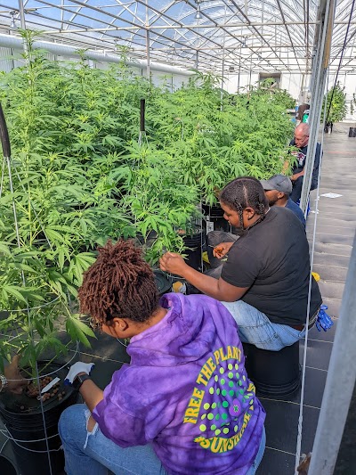 Chronic Guru Dispensary & Farm - Apopka