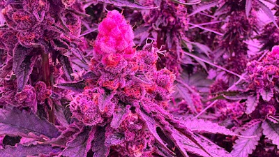 Coastal Healing Cannabis Dispensary