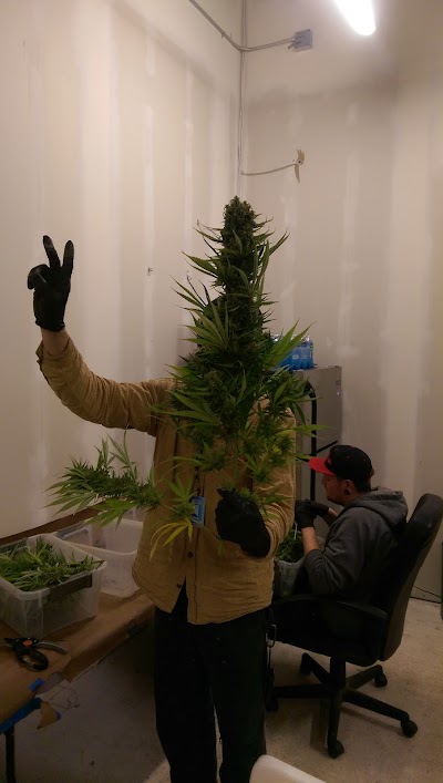 Colorado Cannabis Connection