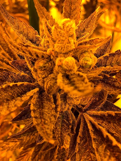 Colorado Cannabis Connection