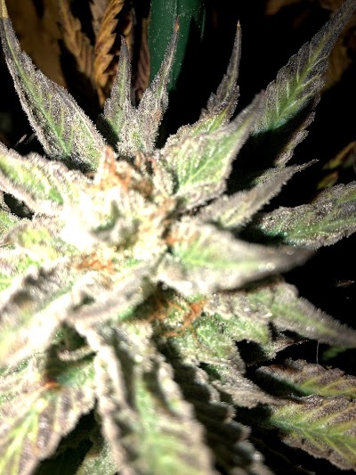 Colorado Cannabis Connection