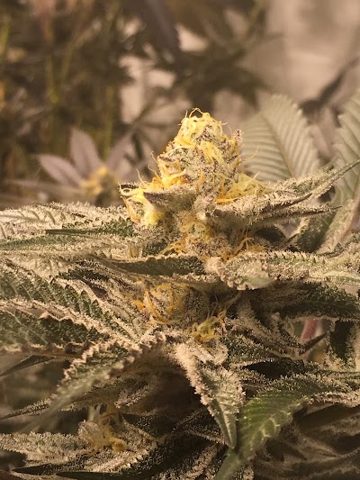 Comfort Care Cannabis Co. "C-4"