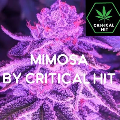 Critical Hit Medical Marijuana Dispensary
