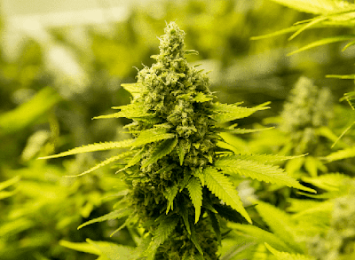 Crystal Spring Healing Alternatives