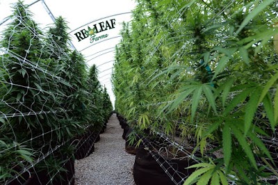 Desert Bloom Re-Leaf Center