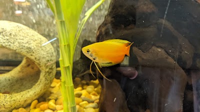 Devine Cannabis Dispensary