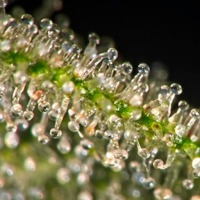 Dispensary Exit 243 Rec