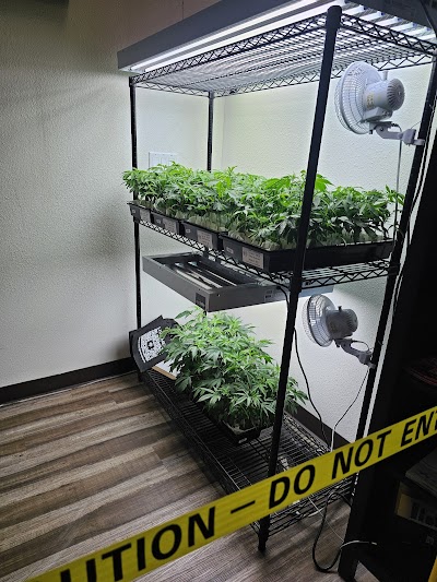 Dixon Wellness Collective