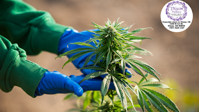 Dixon Wellness Collective