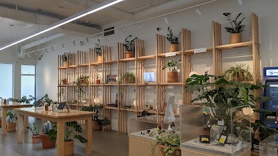 Dutch Love | Kelowna Cannabis Dispensary