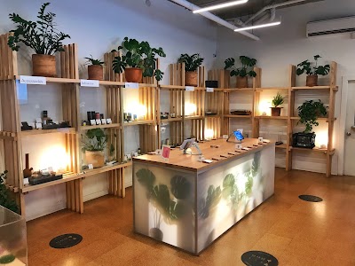 Dutch Love | Main Street, Vancouver Cannabis Dispensary | Same Day Weed Delivery