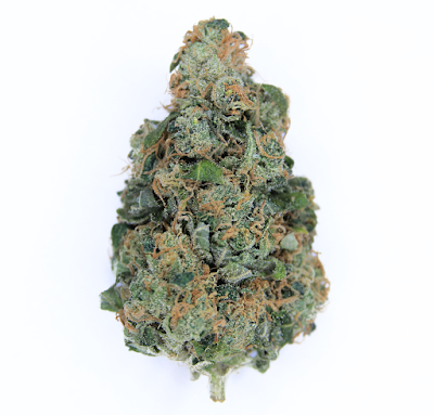 Earthly Delights of Maine