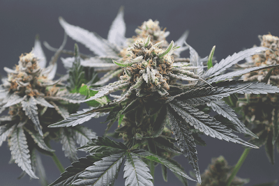 Elevate Maine Medical Cannabis Yarmouth