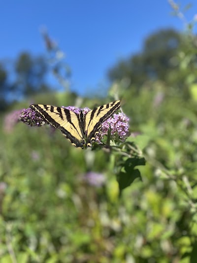 Evergreen Market Cannabis Dispensary - Renton Highlands