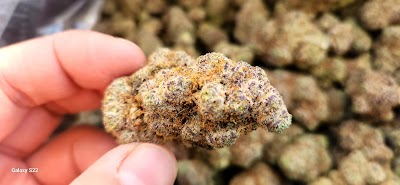 Florida Cannabis Supply Zephyrhills