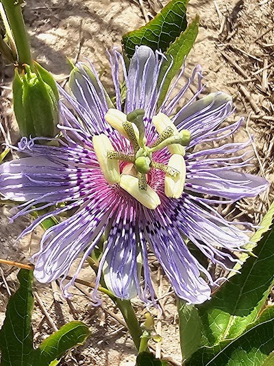 FLUENT Cannabis Dispensary - Atlantic Beach