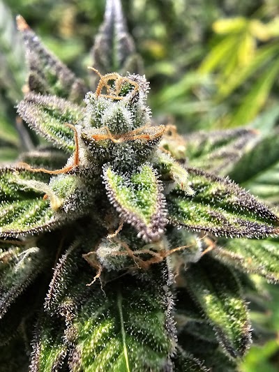 FLUENT Cannabis Dispensary - Daytona Beach