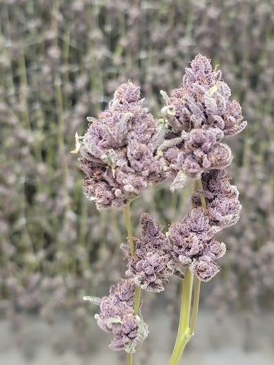 Friendly Fire - Medical