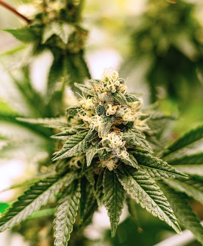 Garden Remedies Cannabis Dispensary Melrose