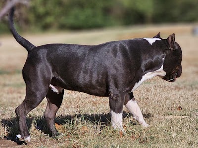 Golden Bloom Cannabis Co