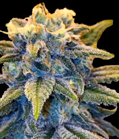 Grass Roots - Grants