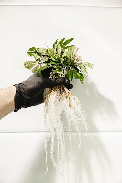 Green Degree Clapp Wasilla