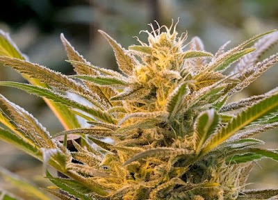 Green Dragon Weed Dispensary Capitol Hill