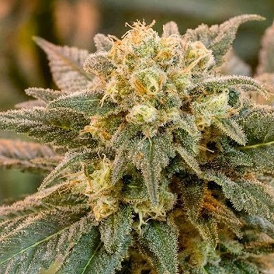 Green Dragon Weed Dispensary - East Colfax