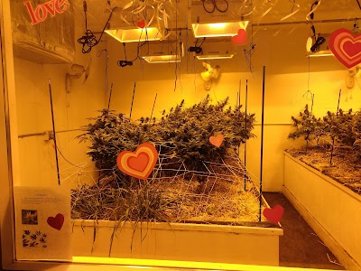 Green Dragon Weed Dispensary - Fort Collins (Smithfield Dr.)