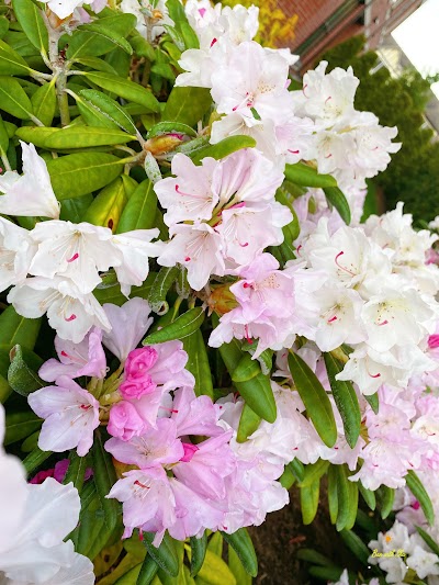 Green Mates Winnipeg Weed Delivery