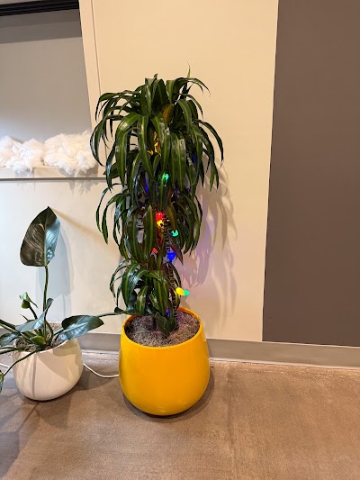 Green Meadows Cannabis Marlborough Dispensary