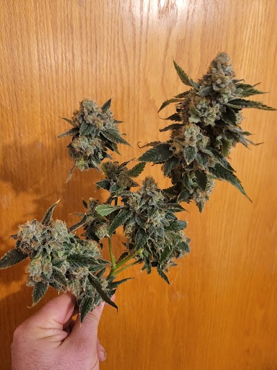 Greenport Cannabis Co