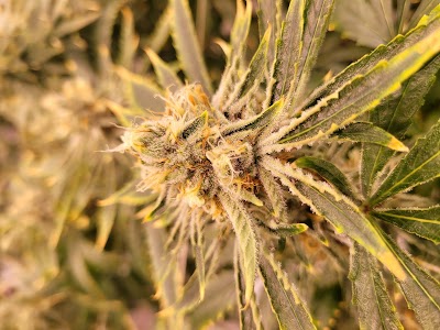 Greenport Cannabis Co