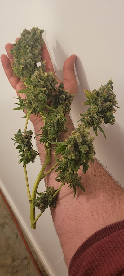 Greenport Cannabis Co