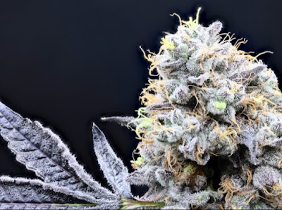 Harbor House Collective Dispensary Chelsea