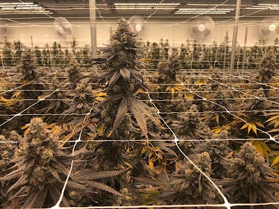 Harbor House Collective Dispensary Chelsea