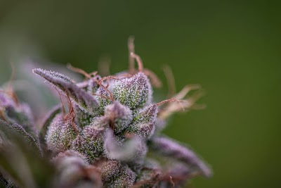 Hawaiian Ethos Waimea