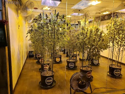 High Country Healing Silverthorne Dispensary