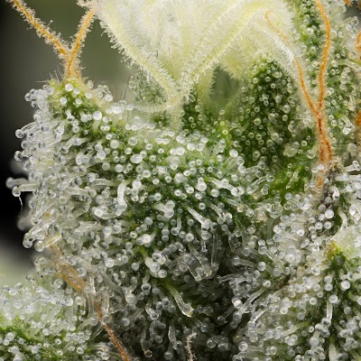 Higher Grade Denver Recreational Dispensary