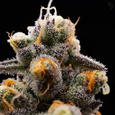 Higher Grade Highlands Recreational and Medical 21+ Dispensary photo 2