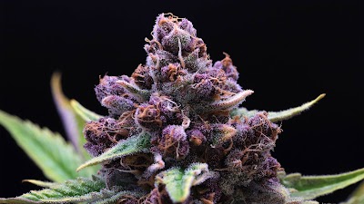 Higher Grade - Recreational and Medical Dispensary 21+