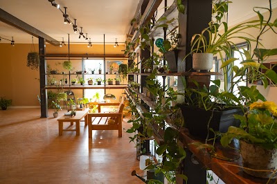 Hill & Bog Cannabis Company