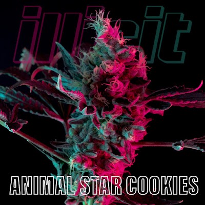 Illicit Gardens Dispensary Secaucus