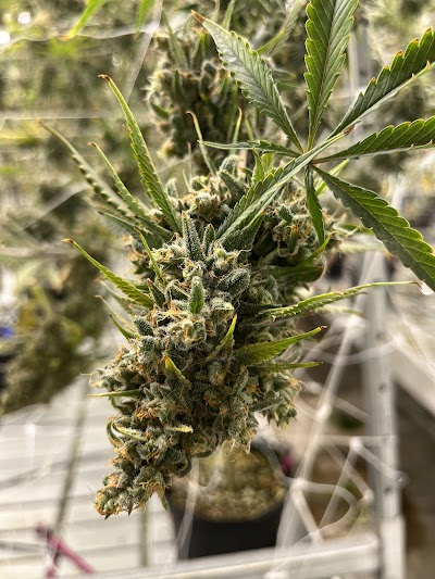 In Good Health - Brockton Marijuana Dispensary