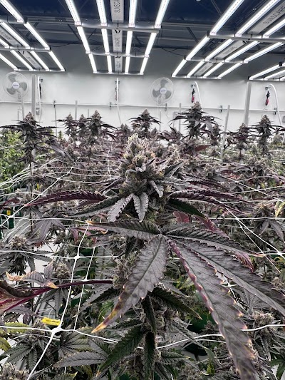 Indico Dispensary (Recreational & Medical)